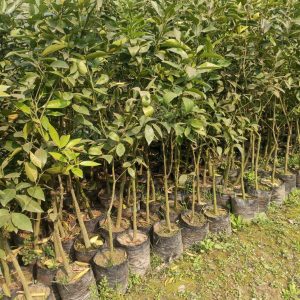 ৫ টি দার্জিলিং কমলা / বাংলা কমলা চারা